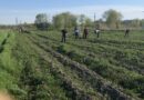 Учащиеся квзаклийского лицея пропалывали лесопосадку молодых сеянцев.