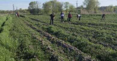 Учащиеся квзаклийского лицея пропалывали лесопосадку молодых сеянцев.