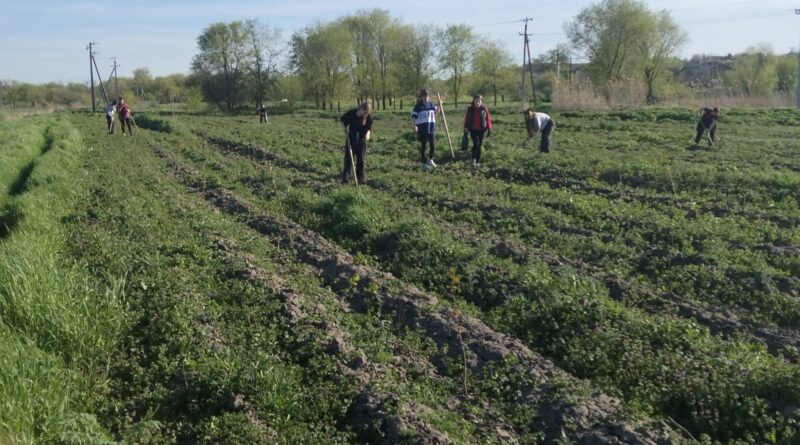 Учащиеся квзаклийского лицея пропалывали лесопосадку молодых сеянцев.